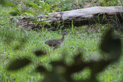 Crypturellus undulatus