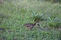 Crypturellus undulatus