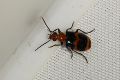 Lebia bitaeniata