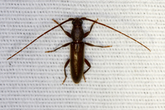 Geropa concolor
