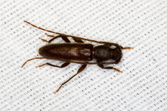 Geropa concolor