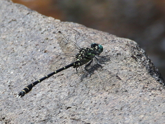 Hemigomphus theischingeri