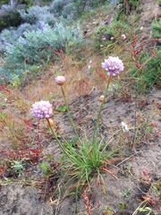 Armeria maritima californica