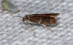 Varneria atrifasciella