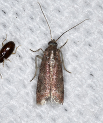 Varneria atrifasciella