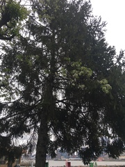 Picea abies