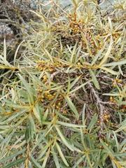 Hippophae rhamnoides