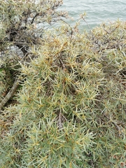 Hippophae rhamnoides