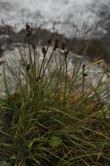Carex norvegica