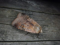 Diarsia ruficauda