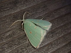 Comostola subtiliaria