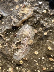 Enchiridium punctatum