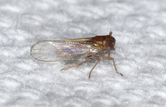 Pareuidella
