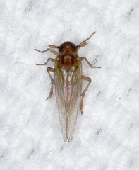 Pareuidella