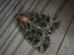 Mormo cyanea