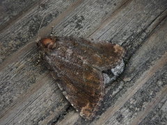 Pyrrhidivalva sordida