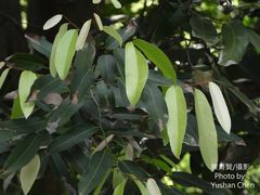 Hydnocarpus castaneus