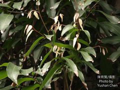 Hydnocarpus castaneus