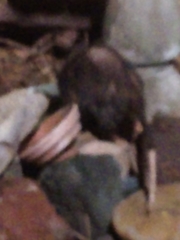 Didelphis virginiana