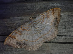 Hypephyra terrosa