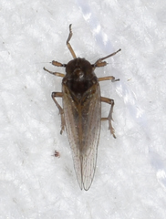 Isodelphax basivitta