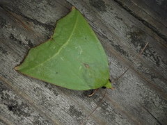 Clethrophora distincta