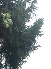 Picea abies