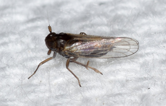 Isodelphax basivitta