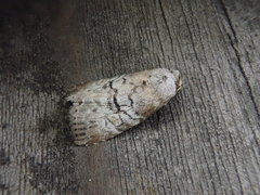 Bryophilina mollicula