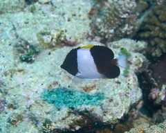 Hemitaurichthys zoster