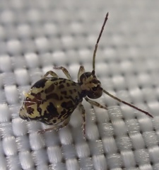 Ptenothrix beta