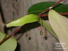 Hydnocarpus castaneus