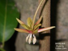 Hydnocarpus castaneus