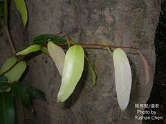 Hydnocarpus castaneus