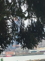 Picea abies