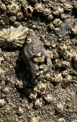 Paciocinebrina gracillima