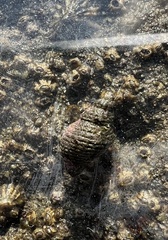 Paciocinebrina gracillima