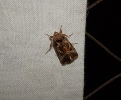 Autographa pasiphaeia