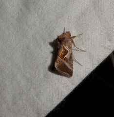 Autographa pasiphaeia