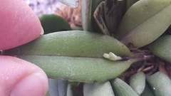 Acianthera chrysantha