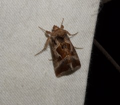 Autographa pasiphaeia