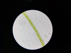 Cladophoraceae