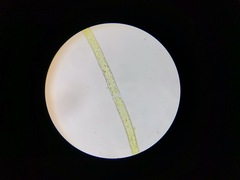 Cladophoraceae