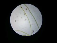 Cladophoraceae