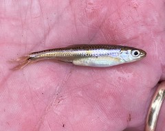 Notropis leuciodus