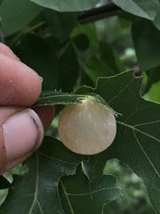 Amphibolips nubilipennis