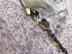 Peromyscus leucopus