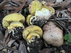 Butyriboletus querciregius