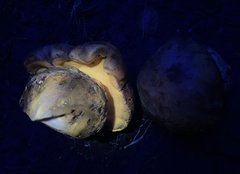 Butyriboletus querciregius