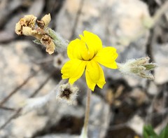 Goodenia robusta